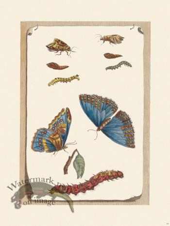 Merian Metamorphosis 68